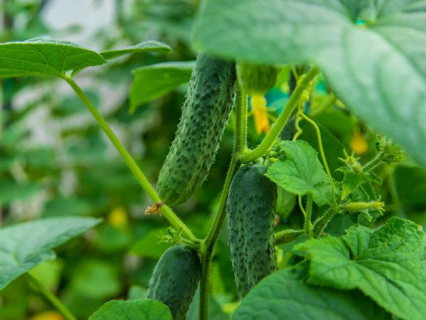 大量元素水溶肥的相關介紹